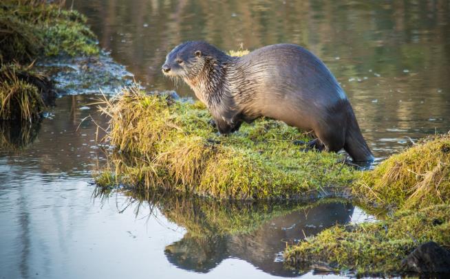 Otter Drags Child From Dock, Into Water in Washington