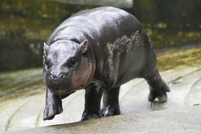 Zoo Plans to Trademark 'Moo Deng the Hippo'