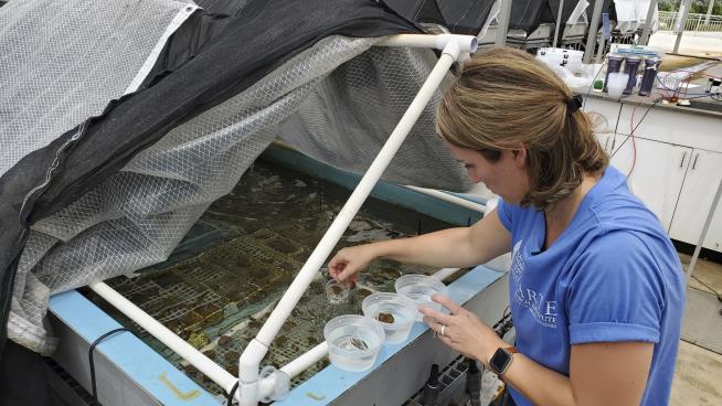 Endangered Sea Corals Get a New Home