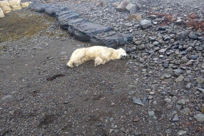 Iceland Police Shoot Rare Polar Bear Near Village