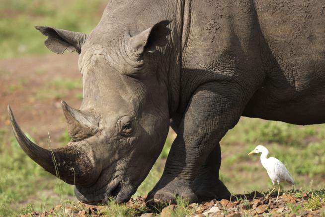 Rhino Numbers Rise but Poaching Surges in South Africa