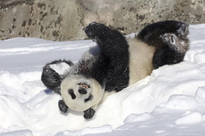 Finnish Zoo to Return Costly Pandas Early