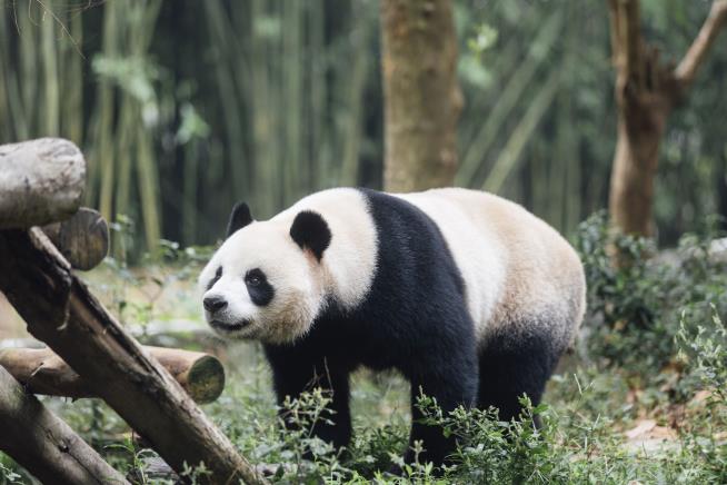 Hong Kong Celebrates Arrival of New Giant Pandas