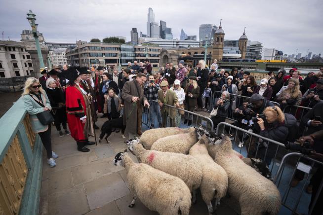 Billions Actor Gets in on UK's Weird Medieval Sheep Tradition