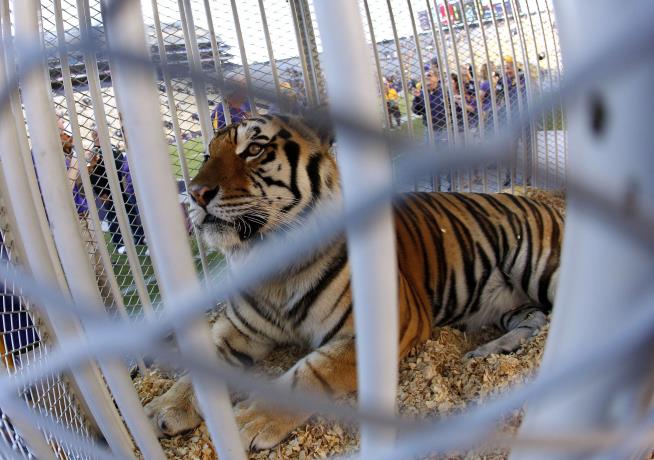 Louisiana Governor Supports Return of Live Tiger Mascot