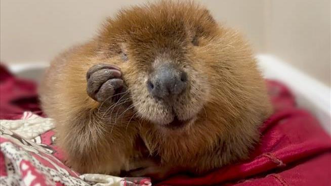 Massachusetts in Uproar Over Fate of 2-Year-Old Beaver