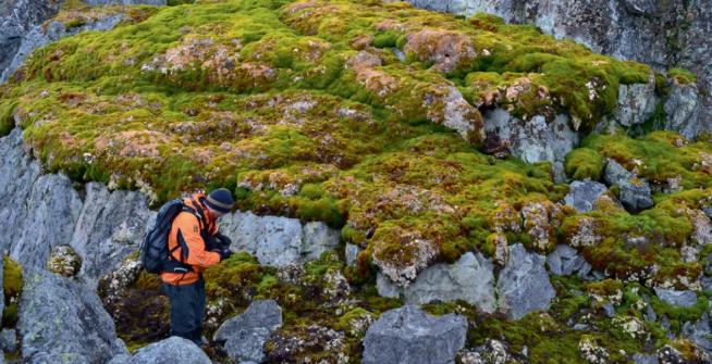 Snowy Antarctica Is Turning Green