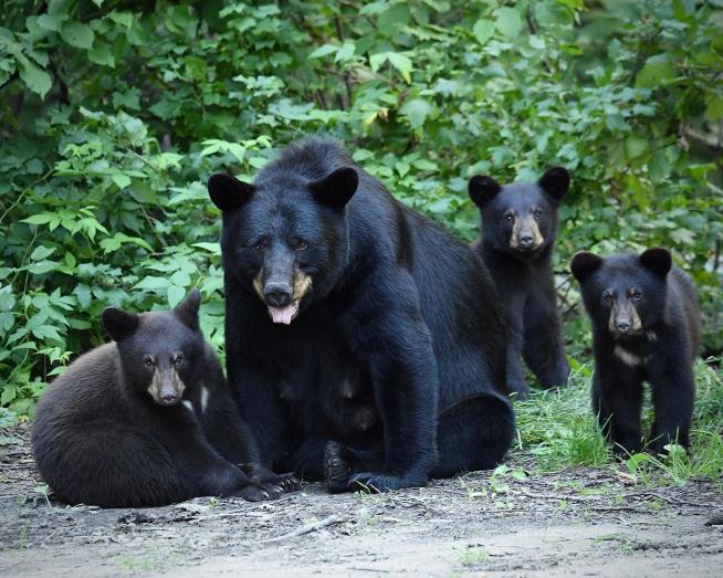 Bear With 3 Cubs Busts Into Colorado Home, Attacks Man