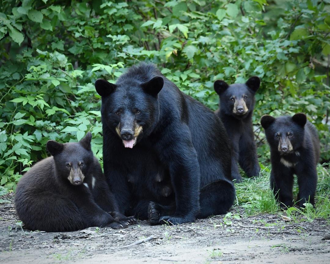 Bear With 3 Cubs Crashes Into Colorado Home, Attacks Man