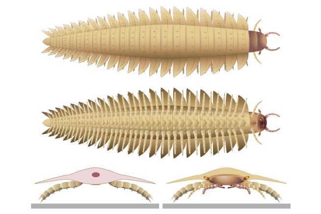 Huge Ancient Bug Had Body of a Millipede, Head of Centipede