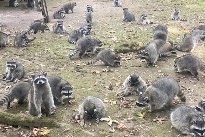 Woman's Raccoon Nightmare Is Over