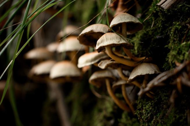 Family of 11 Hospitalized After Eating Wild Mushrooms