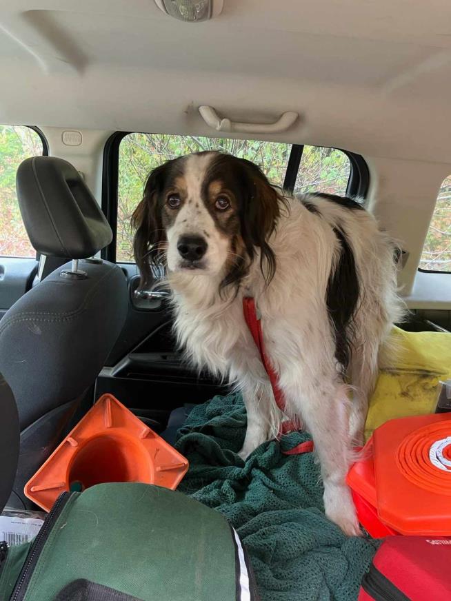 Police Credit Loyal Dog With Saving Owner's Life