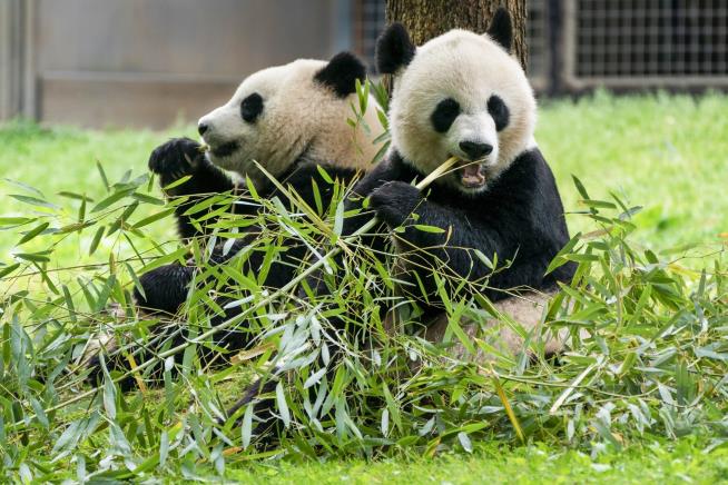 After 'Long Dark Drought,' Pandas Returning to DC Zoo