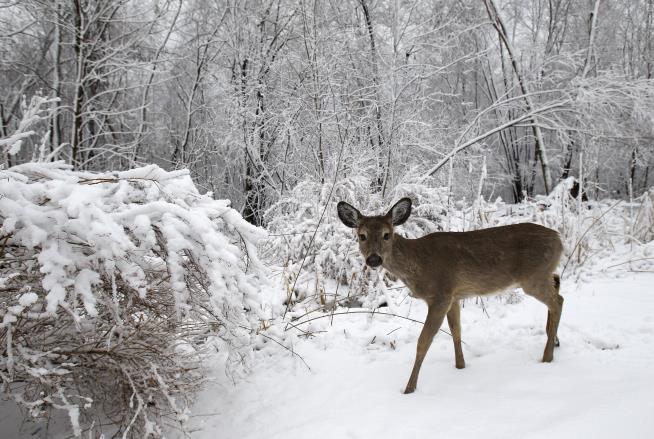 Woman, Teens Suspected in Attacks on More Than 100 Deer