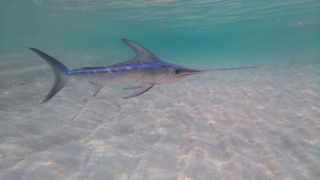 'Freak Accident' Sees Surfer Impaled by Swordfish