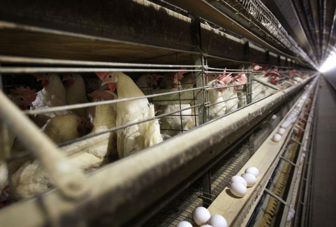 Human Bird Flu Cases Reported in 6th State