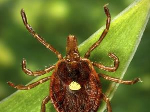 Odd Tick Allergy Is a Nightmare for Farmers