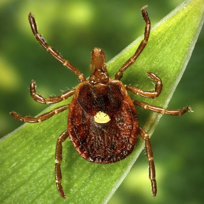 Odd Tick Allergy Is a Nightmare for Farmers