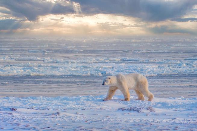 Polar Bears' Exposure to Pathogens Has Risen Sharply