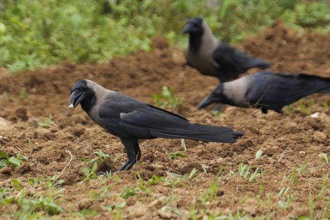 Crows May Hold Grudges for Life