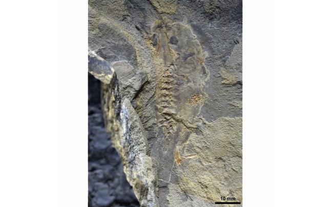 Ancient Giant Tadpole Fossil Discovered in Argentina