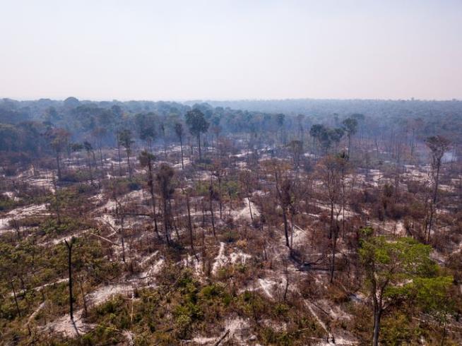 Amazon's Illegal Loggers Are Using a New Tool: Chemicals