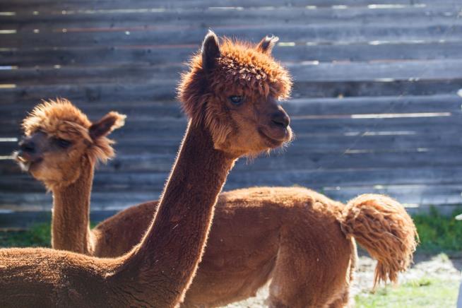 Llamas Escape Owner, Run Free on Utah Train Tracks