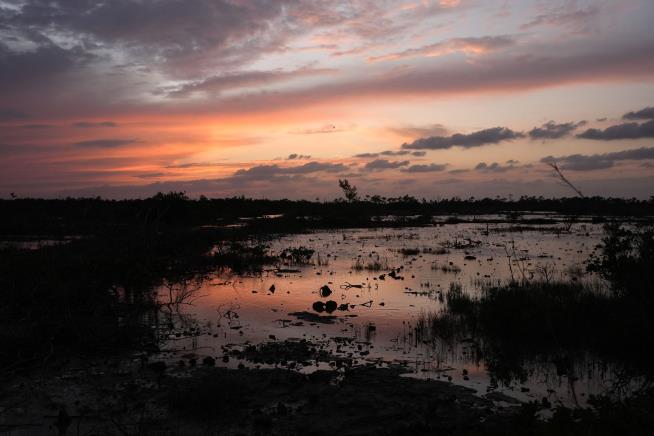 Florida's Key Deer Will 'Be Gone' in 25 Years