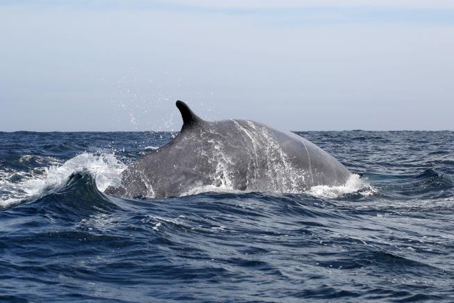 The Whales Have Rebounded, but a New Threat Looms