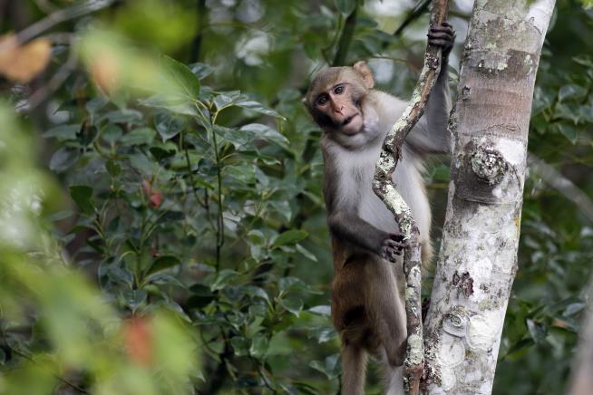 1 Escaped Monkey Found, 42 Buddies Still Free