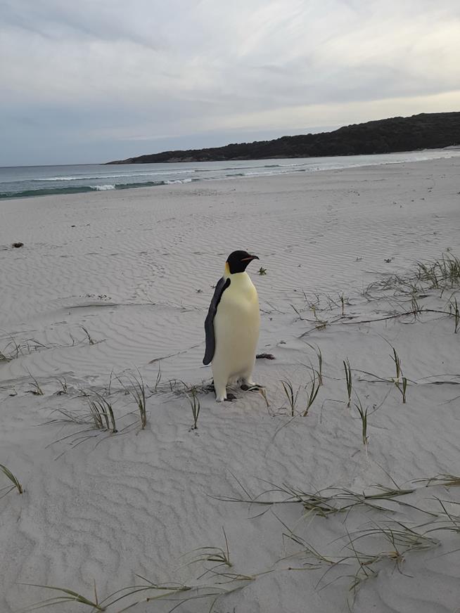 Lost Emperor Penguin Learns Sand Is Not Snow