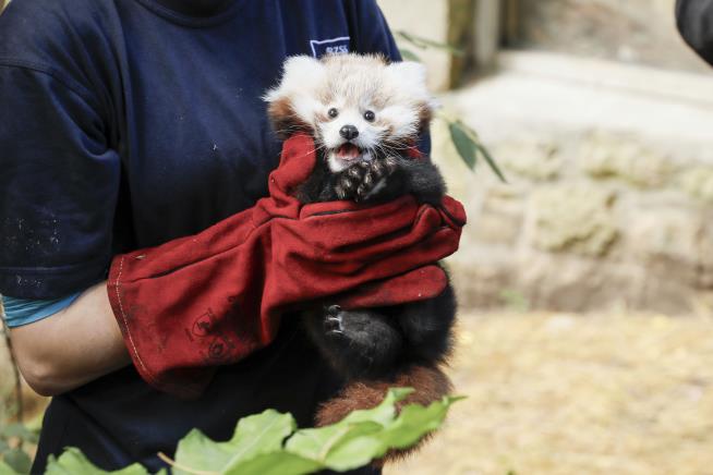 Zoo: Baby Red Panda Died of 'Firework Stress'