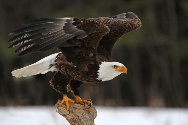 Reward Offered After Bald Eagle Is Killed