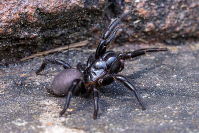 Zoo Asks People to Capture Extremely Deadly Spider