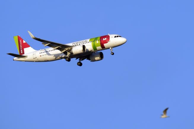 132 Hamsters Break Free, Grounding Plane for 4 Days