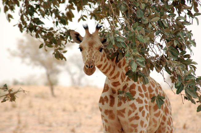 US Calls for Protecting Giraffes