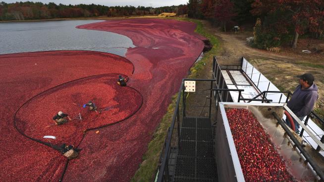 Do You Know Where Holiday Cranberries Come From?