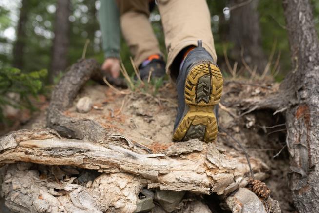 Hiker Gets Lost, Survives 50 Days in Woods