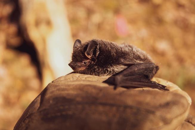 Rabies Death in California County Is First in 30+ Years