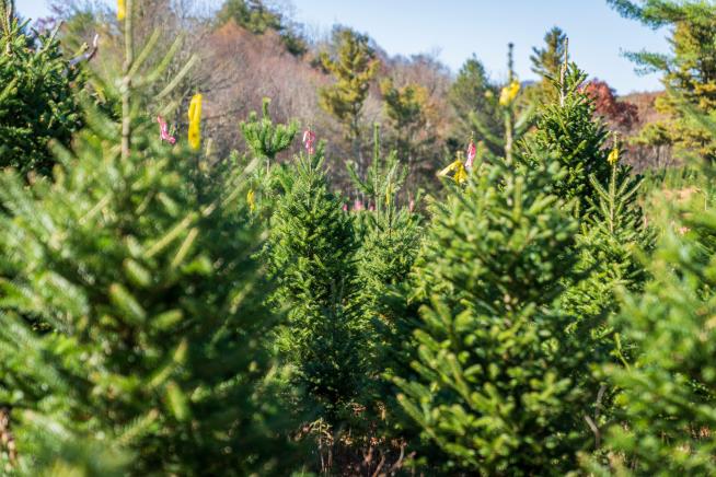 It's Hard Times for This Year's Christmas Tree Farms