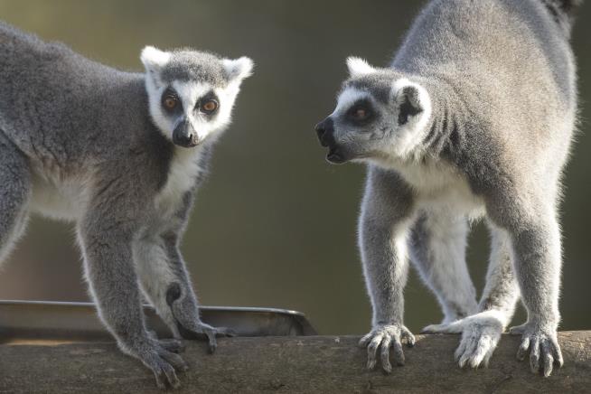 1K Endangered, Trafficked Animals Are Heading Home