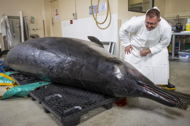 Scientists Rejoice Over an 'Extraordinary' Whale