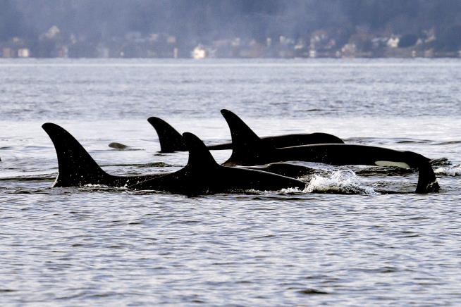 Orca Brings Back 1980s Trend: the Dead Salmon Hat