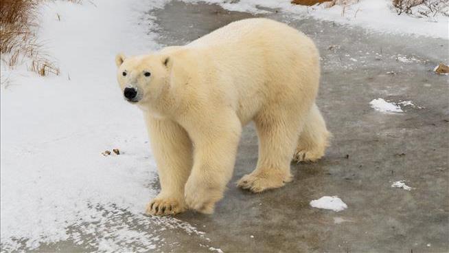 Man Leaps Onto Polar Bear to Protect His Wife