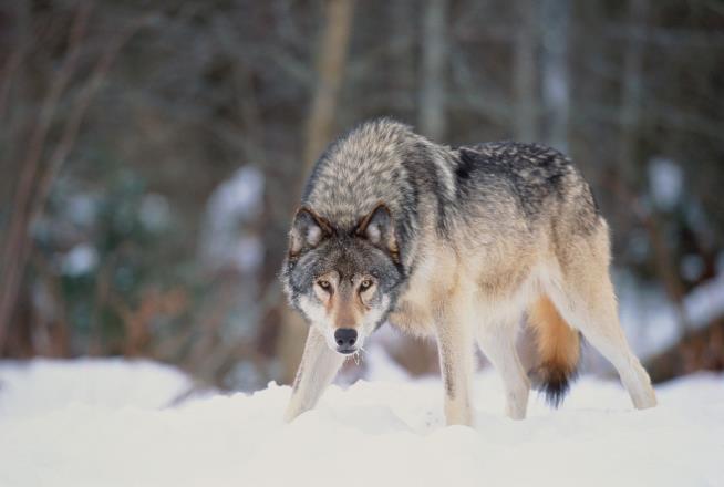 12K Years Ago, Early Americans Fed Wolves