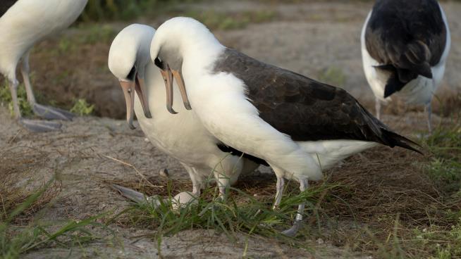 Oldest Known Wild Bird Just Laid an Egg