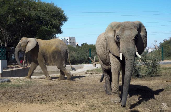 Elephant Dies Just After Being Reunited With Sister