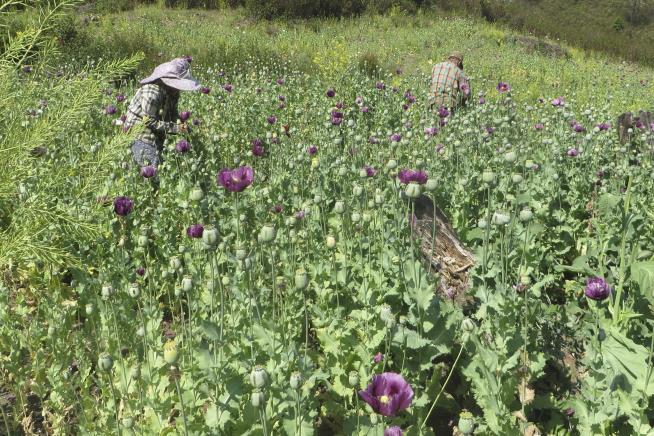 For World's Biggest Opium Producer, a Decline