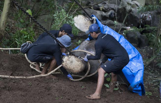 Zoo Elephant Swept Away by Strong River Current